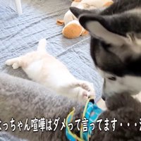 「喧嘩はダメ！」と仲裁