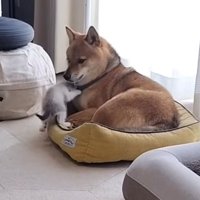 犬の顔に近寄る猫