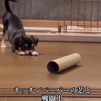 トイレットペーパーの芯を狙う！？