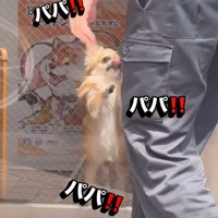 嬉しそうな犬2