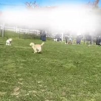 ドッグランを謳歌するてぃむちゃん