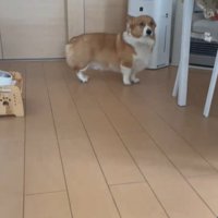 後ずさりする犬2