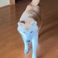 飼い主の方へ歩いてくる犬