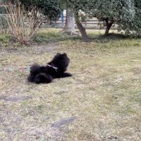 「思うがままに楽しんでいたい」