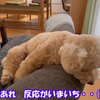 乗り気じゃないようです…