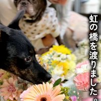 たくさんの花と犬