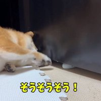 実践するはなちゃん