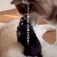 ふわふわな体が大好き
