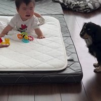 赤ちゃんとワンちゃんの初対面2