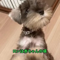 子犬期のロンくん