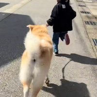 普段はモフモフだよ