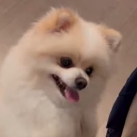 肉を凝視する犬の顔