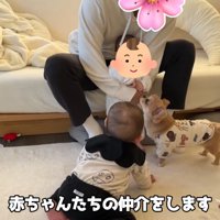 ハナちゃんと赤ちゃんたちの交流8
