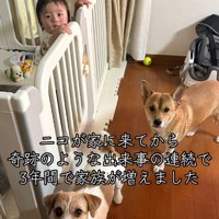 赤ちゃんのそばに立つ2頭の犬