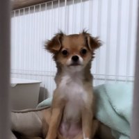 家族になって間もない頃の子犬