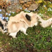 伸びる