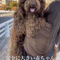 幸せそうなおじゃる丸くん