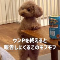 テーブルに左の前足を乗せて立ち上がる犬