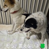 左の方へ視線を向ける2頭の犬