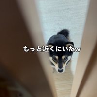 数歩近づいた状態で座る豆柴