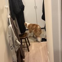 飼い主の姉を出迎える中型犬