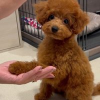 才色兼備なぽこちゃんでした！！