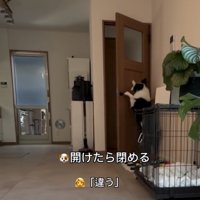ドアを閉めようとする犬