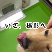 プリクラの撮影機の前に座る犬