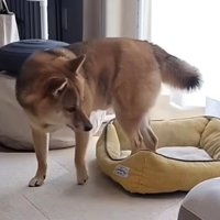 犬がベッドを出る瞬間