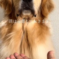 胸を張る犬