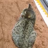 お家に迎えられた頃の茅ちゃん