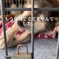 立ちあがろうとする犬
