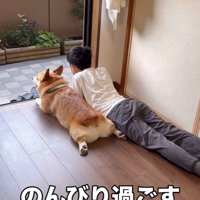 同じポーズで寝そべる男の子と犬