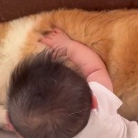 この手触りは…