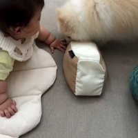 赤ちゃんと小型犬