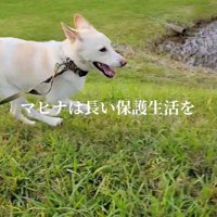 原っぱを駆け回る犬