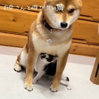 楽しそうなぱんくん