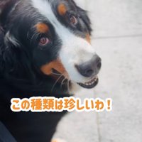 褒められる超大型犬2