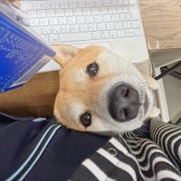 膝の上から投稿者を見上げる豆柴