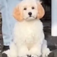 飼い主さんを待つでんでん君3