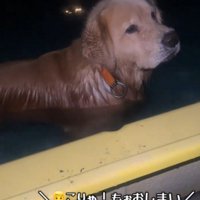 夜のプールで遊ぶ犬