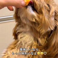 みかんを食べるこあ君3