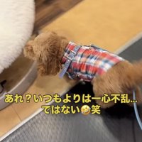 ふわふわした椅子を嗅ぐトイプー