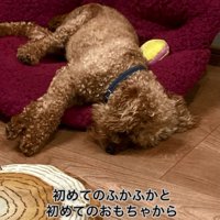 クッションが好きなイオくん