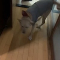 叫びながら全身で喜びを表現