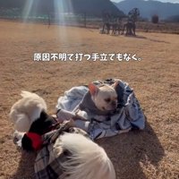 布の中に包まれているフレンチブルドッグと、フレンチブルドッグのそばに寄り添う長毛犬