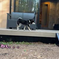 警戒しながらテラスをウロウロ…