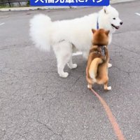 ハグしようとするぽんたくん