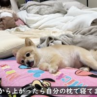 敷かれている布団に横たわる犬