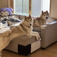 ハスキー親子